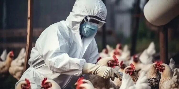 Niegan que una persona haya fallecido a raíz de la gripe aviar