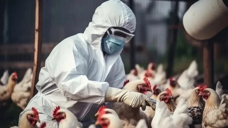 Niegan que una persona haya fallecido a raíz de la gripe aviar