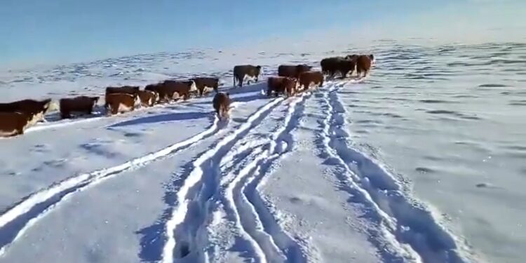 Impresionantes imágenes: las nevadas en la Patagonia no cesan y obligan a movilizar miles de animales