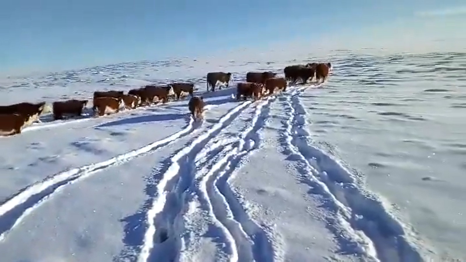 Impresionantes imágenes: las nevadas en la Patagonia no cesan y obligan a movilizar miles de animales