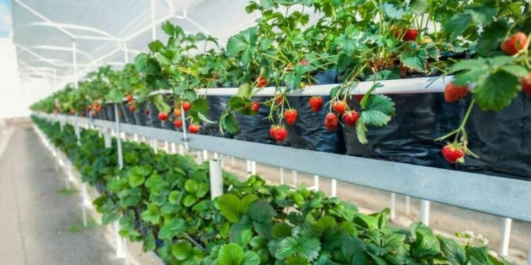 Jueves y el viernes se realizará la 2ª Expo Hortícola NOA