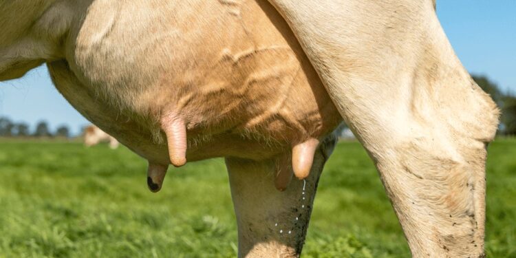 Mastitis: claves para frenar el mayor problema sanitario que enfrentan los tambos