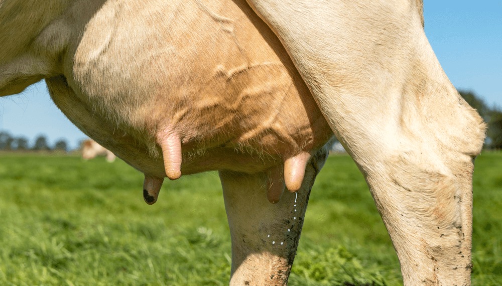 Mastitis: claves para frenar el mayor problema sanitario que enfrentan los tambos