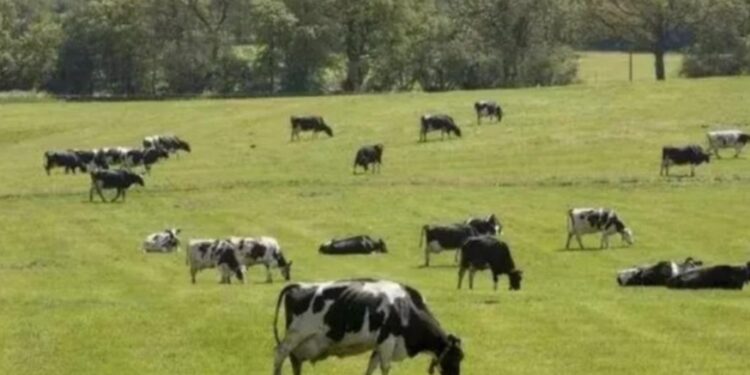 Presión de Unión Europea: el bloque espera más acciones en bienestar animal