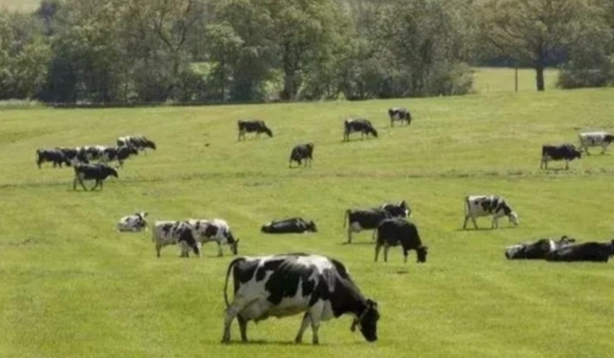 Presión de Unión Europea: el bloque espera más acciones en bienestar animal