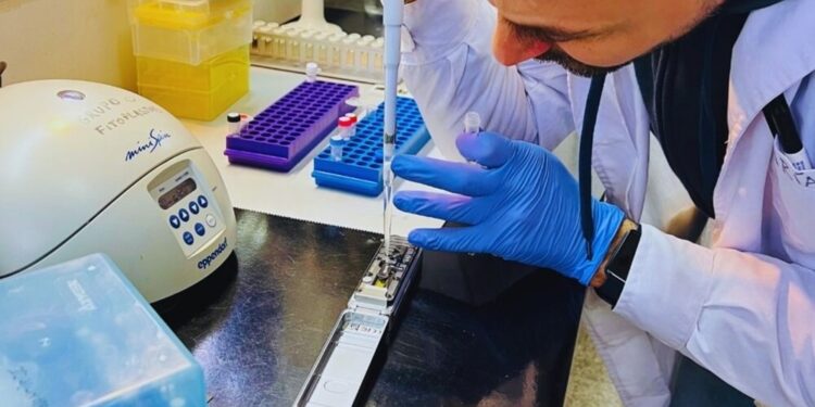 Chicharrita del maíz: el INTA logró secuenciar su genoma