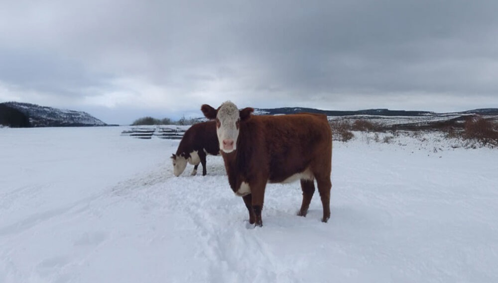 Claves para cuidar el bienestar animal ante situaciones climáticas adversas