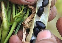 Conocé las claves del éxito del poroto negro argentino