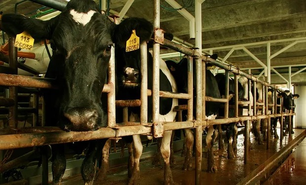Prorrogan por un año la suspensión de los derechos de exportación al sector lácteo