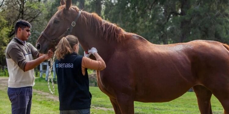 El Senasa modificó el certificado de Anemia Infecciosa Equina