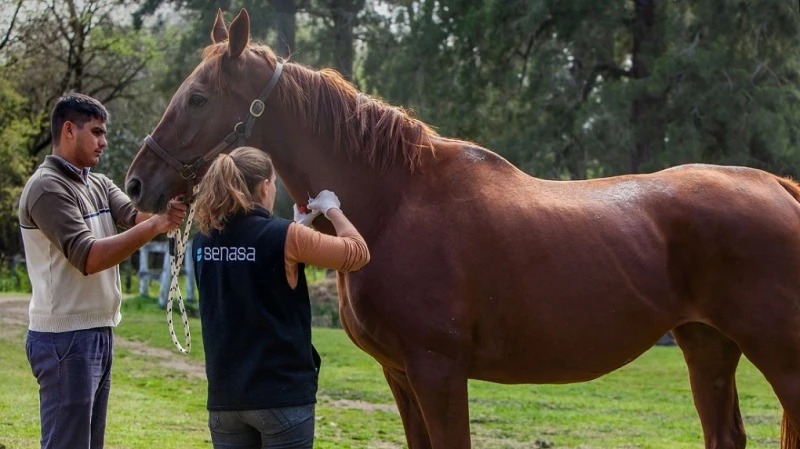 El Senasa modificó el certificado de Anemia Infecciosa Equina