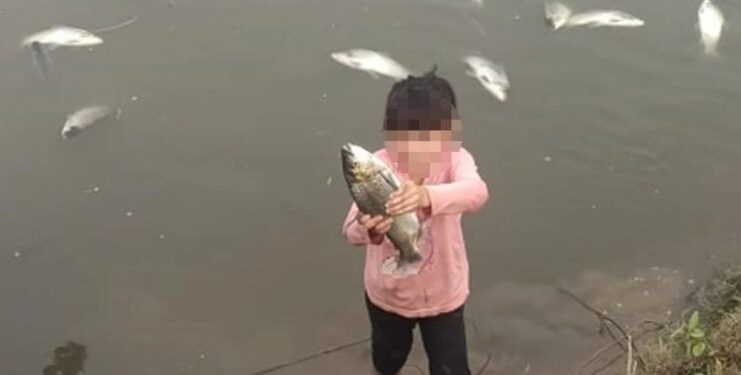 La mortandad de peces fue por la anoxia y no a un derrame tóxico
