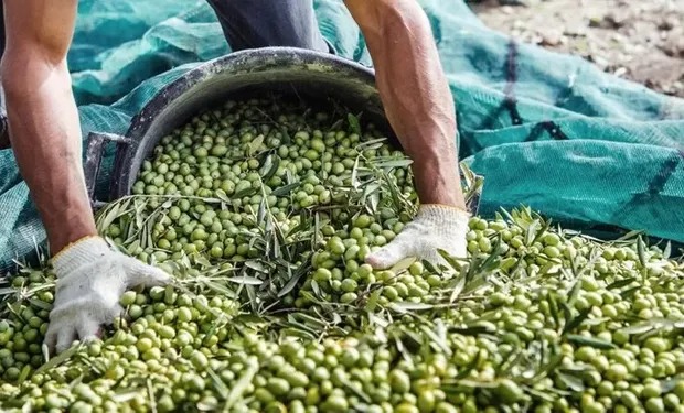 Economías regionales: aumentaron las exportaciones un 8 %