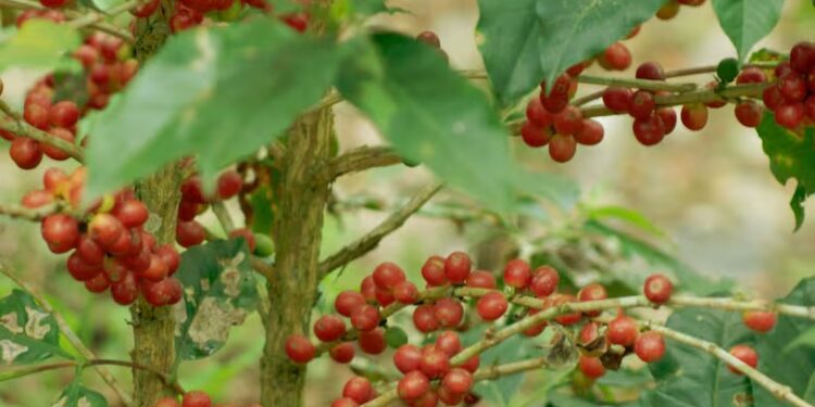 ¡Revolución Productiva en Tucumán! Café y nuez pecán impulsados para la exportación