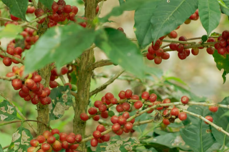 ¡Revolución Productiva en Tucumán! Café y nuez pecán impulsados para la exportación