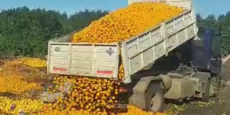 Buscan que Estados Unidos reabra su mercado para amortiguar la crisis de las mandarinas