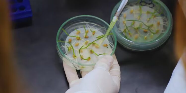 Desarrollo nacional: un grupo de expertos lograron aumentar el tamaño del grano de trigo y explicaron su objetivo