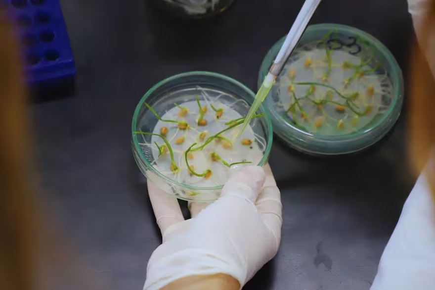Desarrollo nacional: un grupo de expertos lograron aumentar el tamaño del grano de trigo y explicaron su objetivo