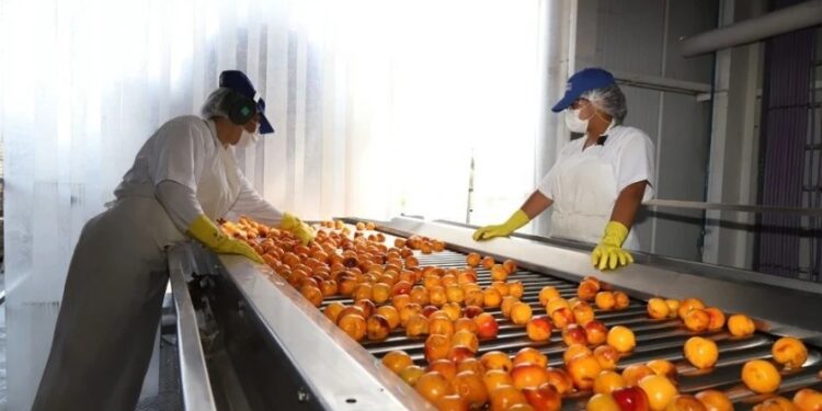 El complejo frutícola exportó por U$S 25,5 millones interanual