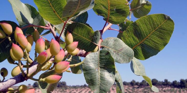 El pistacho se expande en Argentina por su adaptación al cambio climático