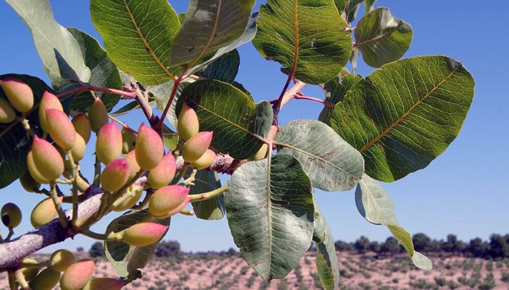 El pistacho se expande en Argentina por su adaptación al cambio climático