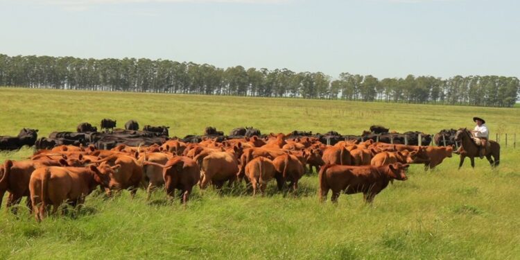 Ganadería regenerativa: los pilares para capturar más carbono y productividad
