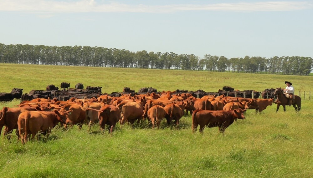 Ganadería regenerativa: los pilares para capturar más carbono y productividad