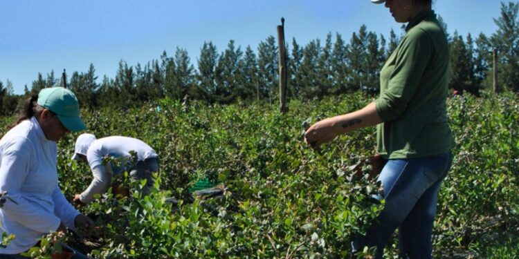 El gremio de los trabajadores rurales retomó el control de Osprera