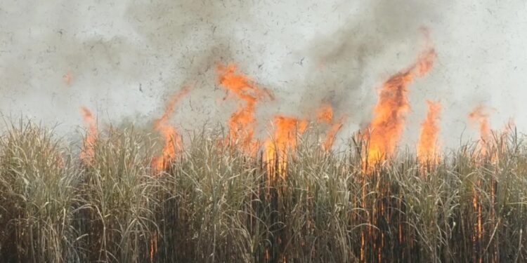 Preocupación por los incendios en el sur tucumano