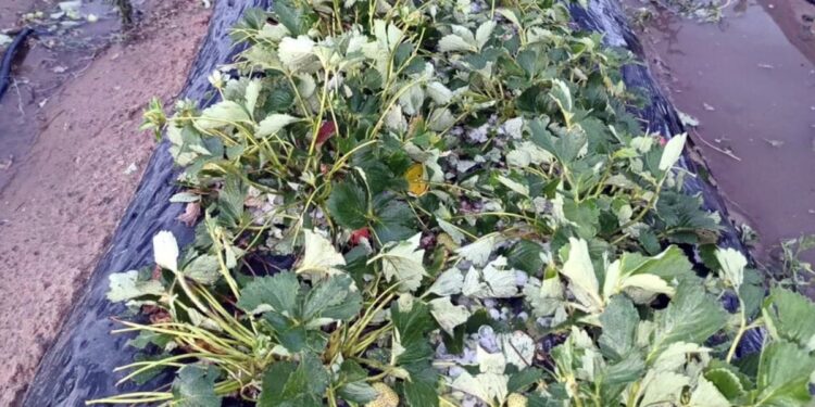 Impacto de las heladas en la producción hortícola de Tucumán