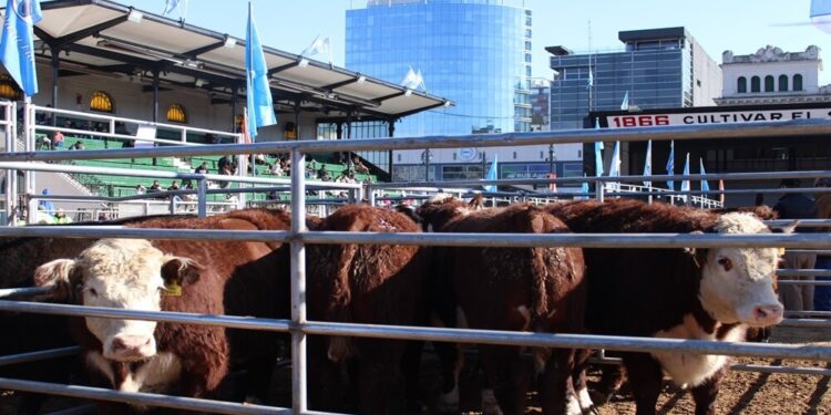 La calidad de los novillos tuvo su premiación en la tradicional pista de La Rural