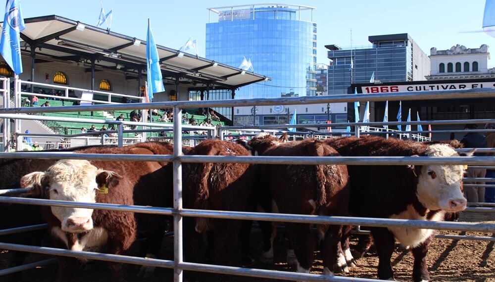 La calidad de los novillos tuvo su premiación en la tradicional pista de La Rural