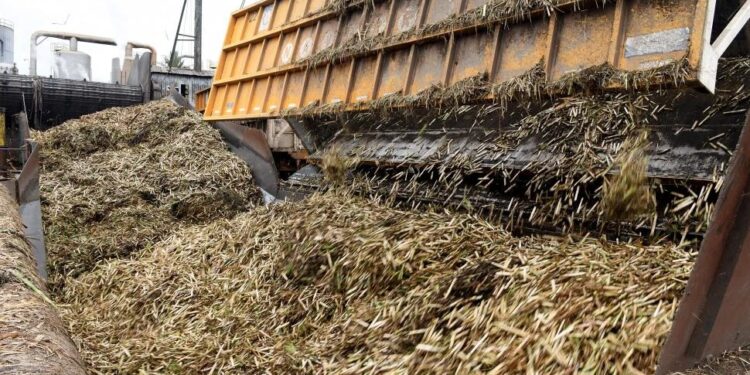 Heladas: según productores, se dañó hasta el 30% de la caña