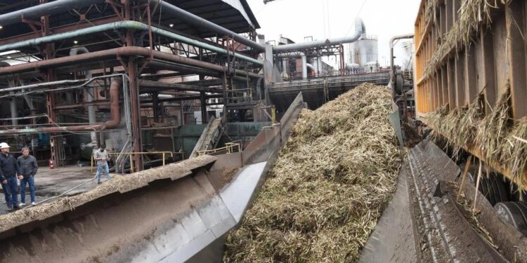 Las heladas redujeron al menos un 10% la previsión de caña a moler