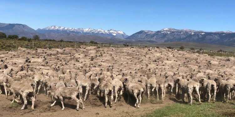 El gobierno eliminó el Fondo para la Recuperación Ovina