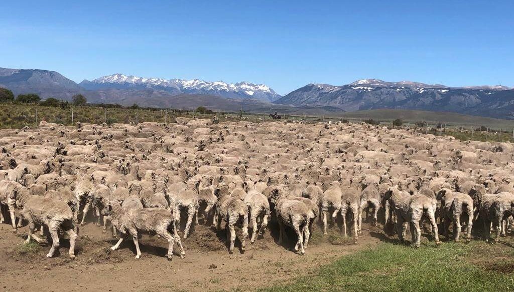 El gobierno eliminó el Fondo para la Recuperación Ovina
