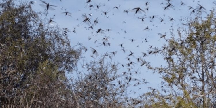 La plaga de langostas en Córdoba: el alivio es que están evitando los cultivos