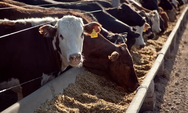El Gobierno eliminó la inscripción en el RUCA para la comercialización de granos o derivados