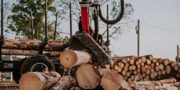 El futuro es ahora: generarán energía a través de la forestación que beneficiará a Misiones y Corrientes
