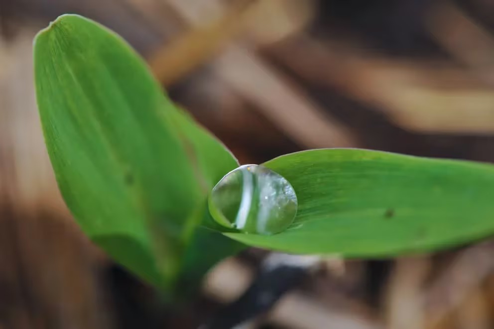 La clave del éxito agrícola: la gestión del agua útil en cultivos invernales