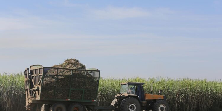 El Impacto de la zafra en Tucumán: Avances y desafíos en la producción de caña