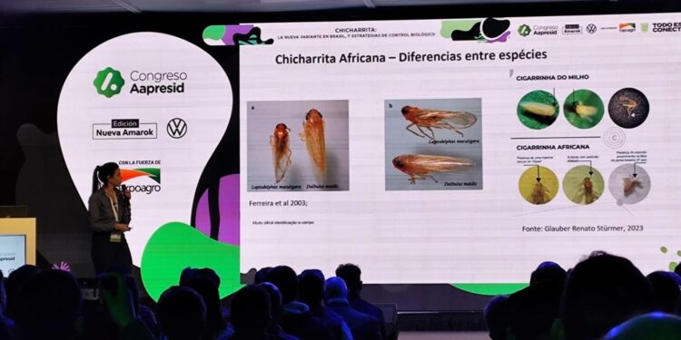 La chicharrita “africana”, una variante que apareció en Brasil y es una nueva señal de alerta para el maíz