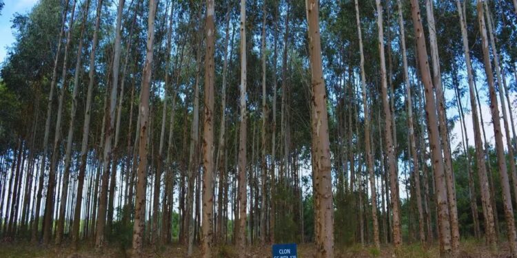 Revolución forestal: más de cinco décadas de investigación y progreso