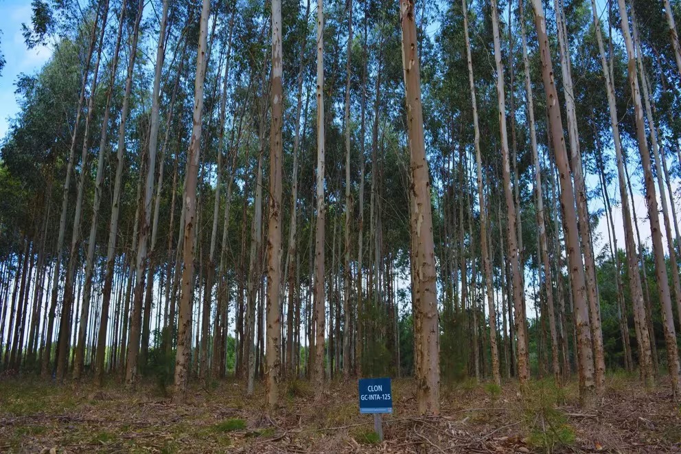 Revolución forestal: más de cinco décadas de investigación y progreso