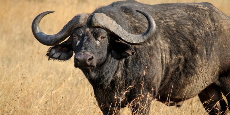 El búfalo: una alternativa ganadera prometedora