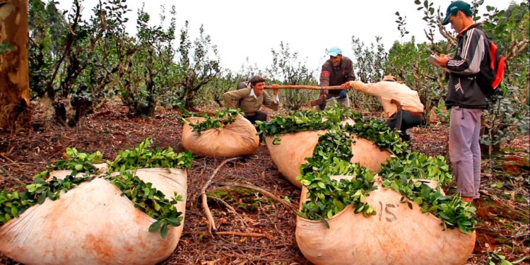 «De la yerba mate que se produce en Argentina, el 86% se destina al mercado interno y el resto se exporta»