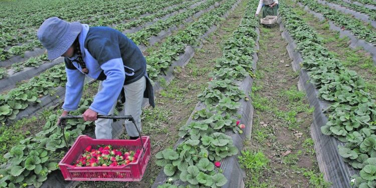 Estrategias para mitigar heladas en cultivos hortícolas