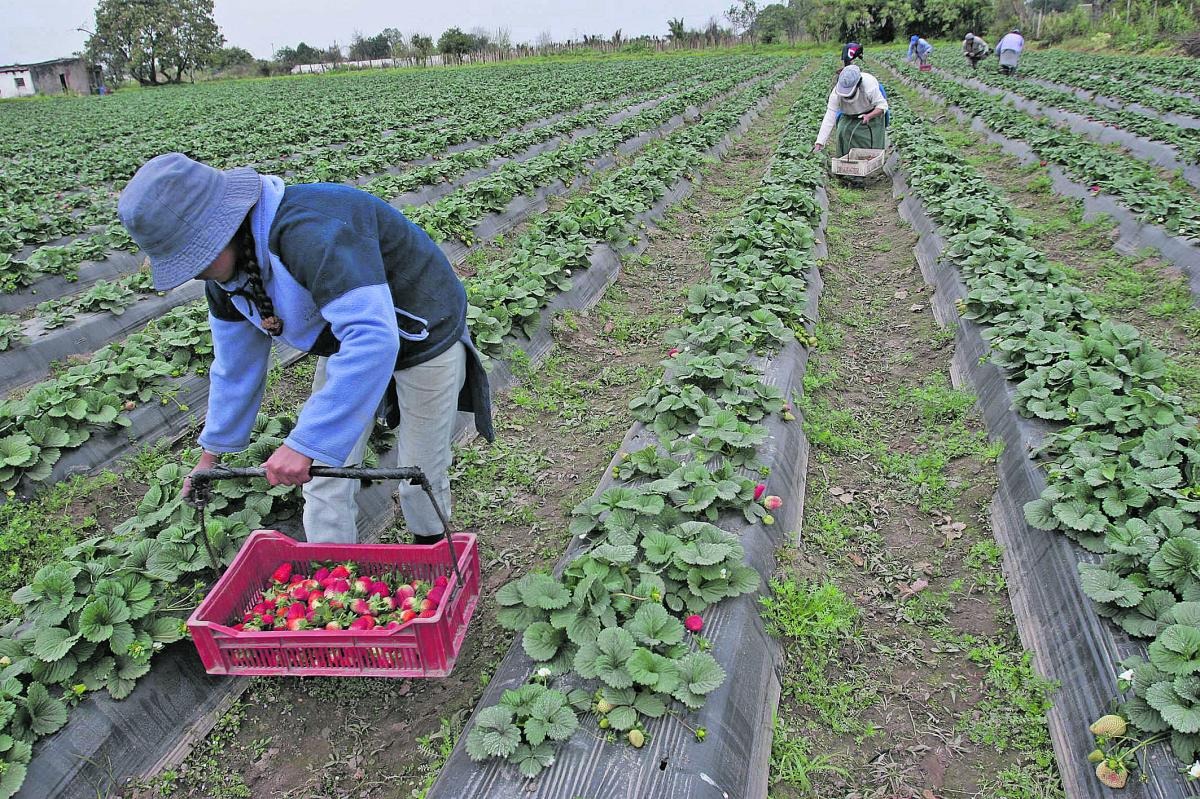Estrategias para mitigar heladas en cultivos hortícolas