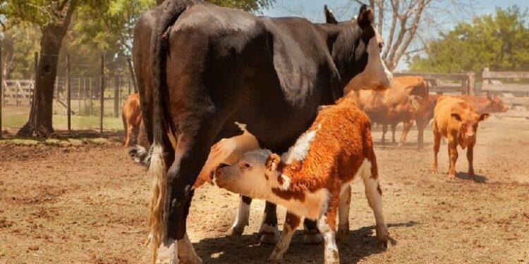 Vacunación bovina: el Senasa amplió el plan de control y erradicación de la brucelosis