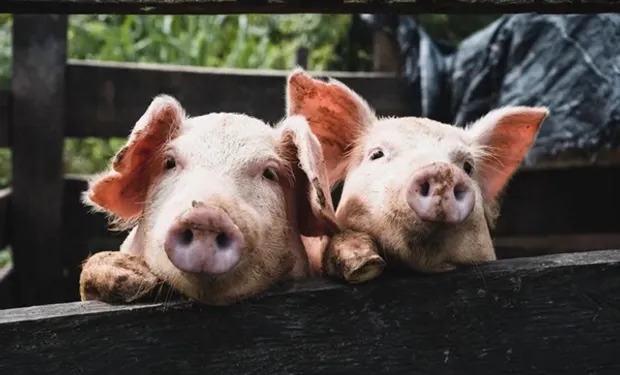 Las granjas porcinas pierden hasta $251 por kilo de animal producido: «En 8 años nunca se habían visto márgenes tan malos»